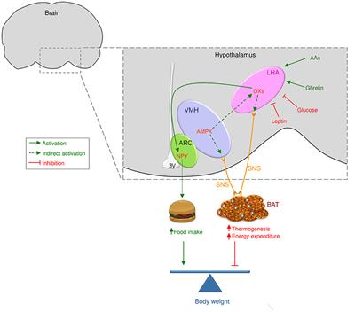 Orexins/Hypocretins: Key Regulators of Energy Homeostasis